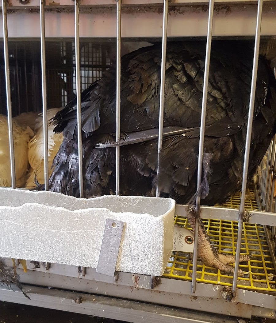 Portuguese Live Poultry Market 3