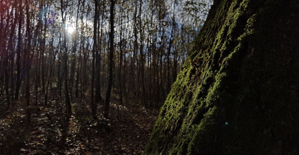Immersion au coeur de la forêt 2