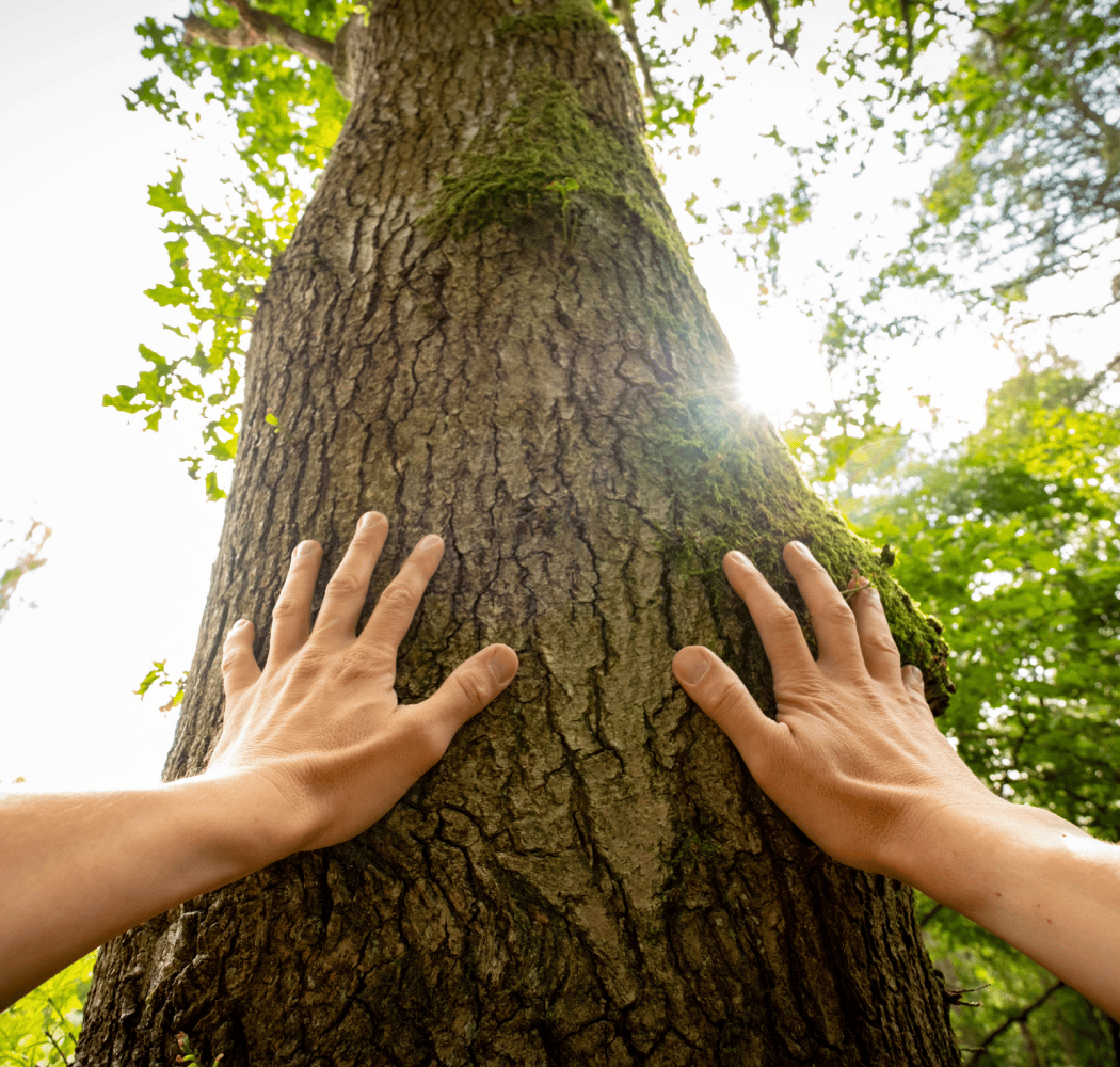 Wonder Walk: The Soul of Spring Through Body, Mind, and Breath 1