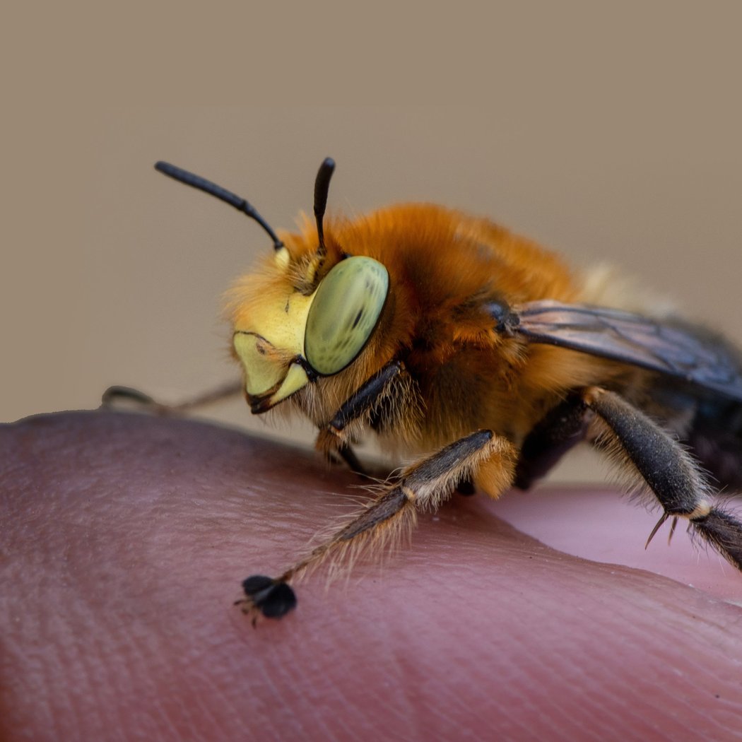 The Buzz About Bees 3