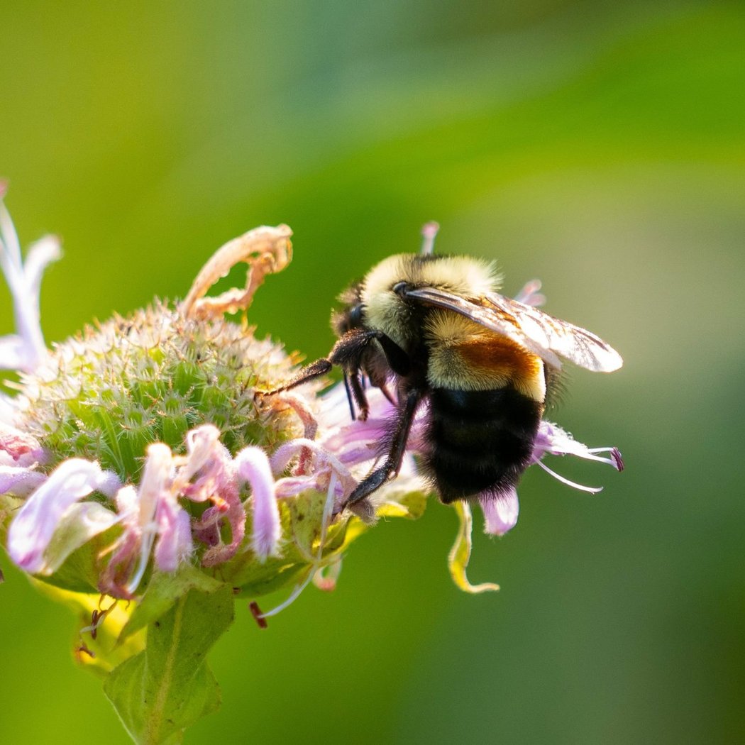 Pollinator Garden Saturdays 4