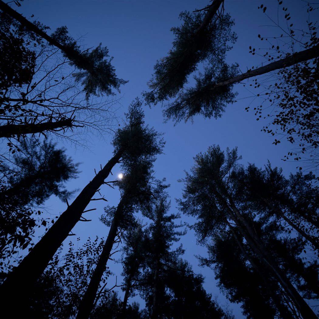 Blue Hills After Dark: Family Nature Hike