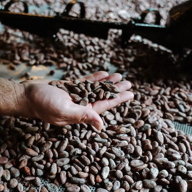 La Fabrique de Chocolat 1