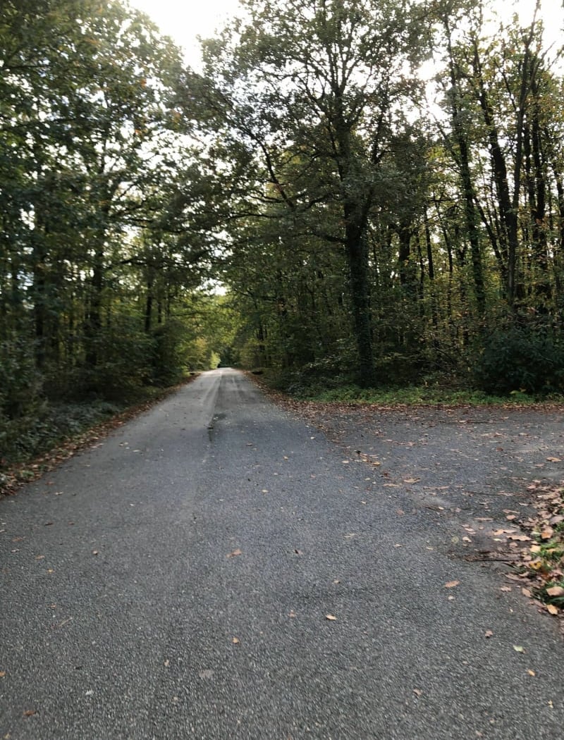 Bois de Clamart 4