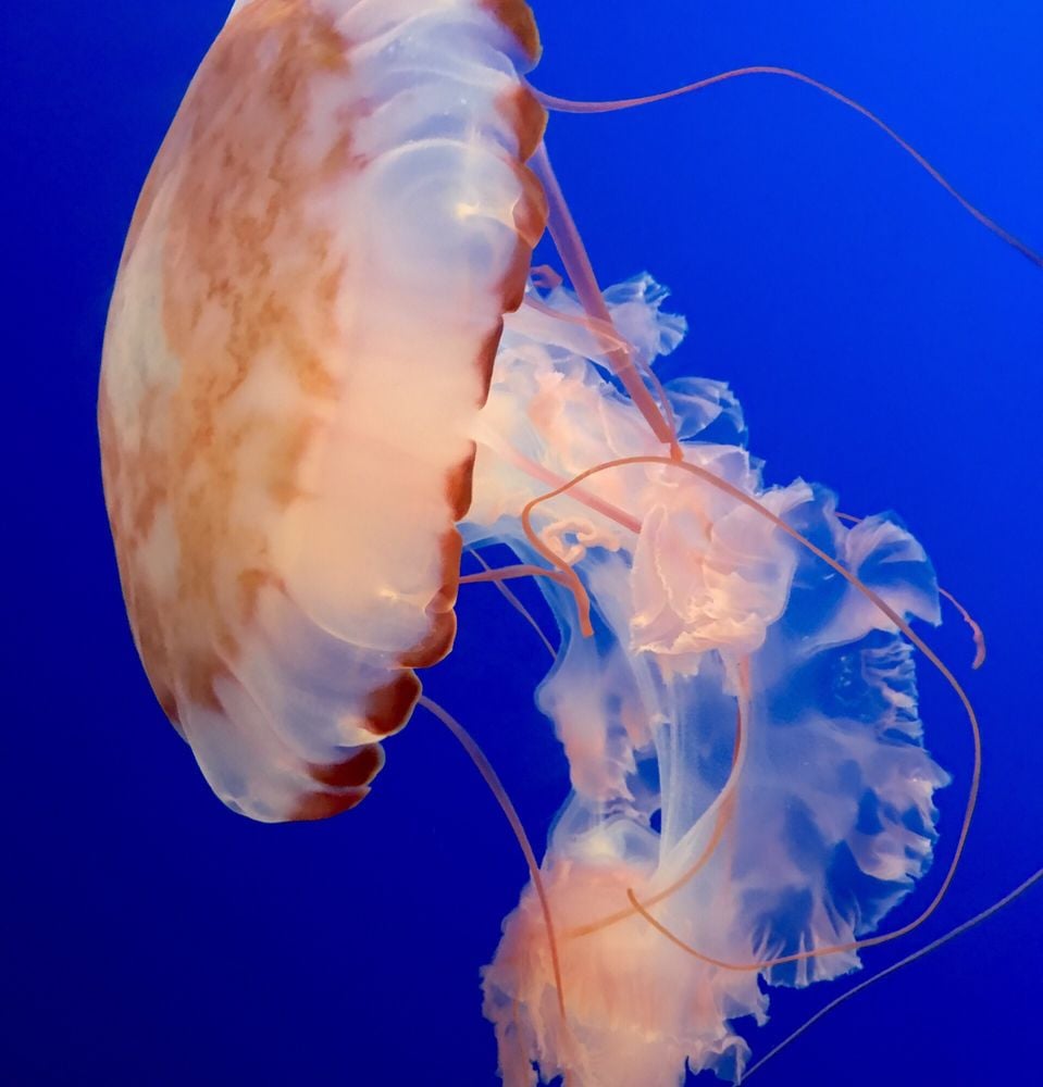 Aquarium of the Bay 5