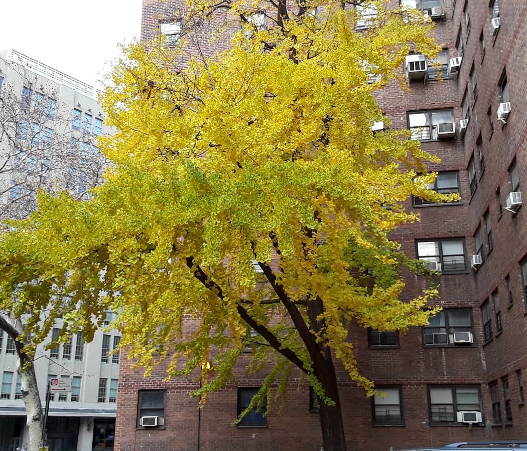 New York City Housing Authority Chelsea/Elliot Community Center 1