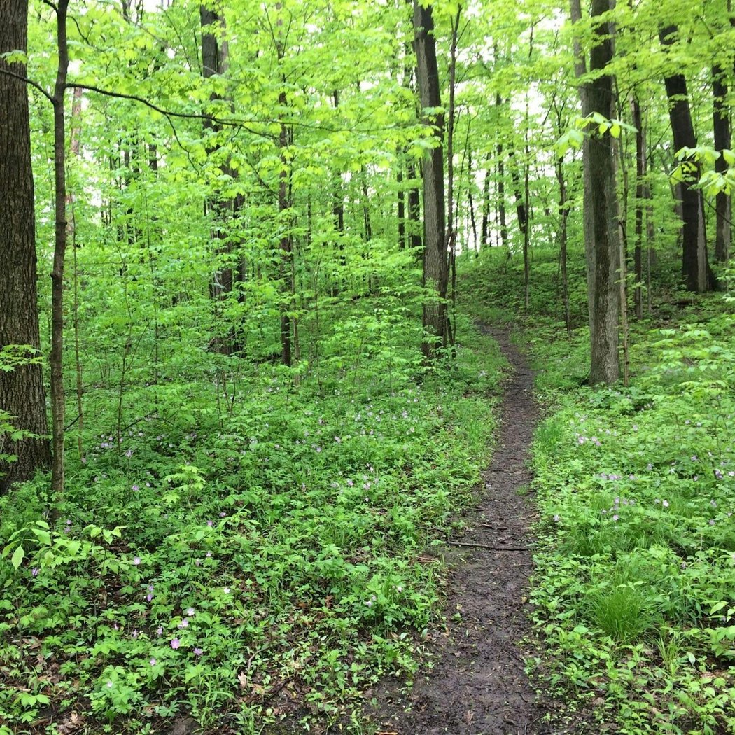 Kosch-Headwaters Preserve 2