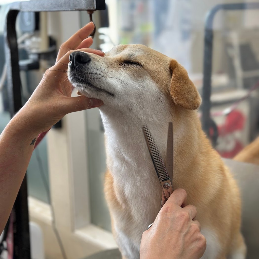 Top Dog Boutique&Grooming 1