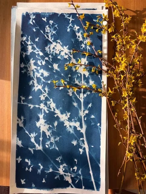 Botanical Cyanotypes