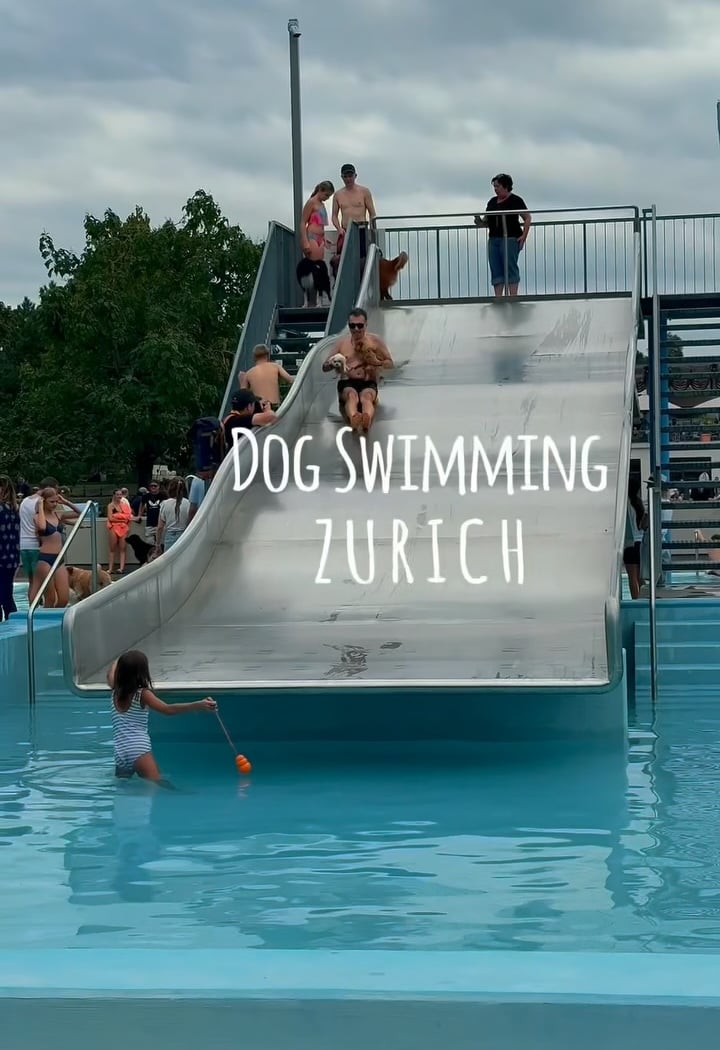 Dog Swim 2