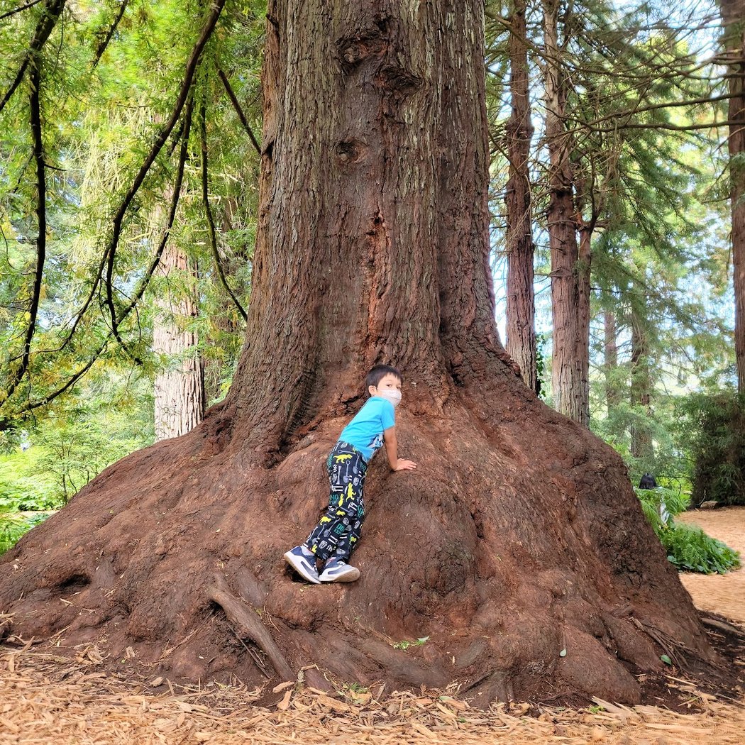 Upcoming outdoor class in SF Botanical Garden 1