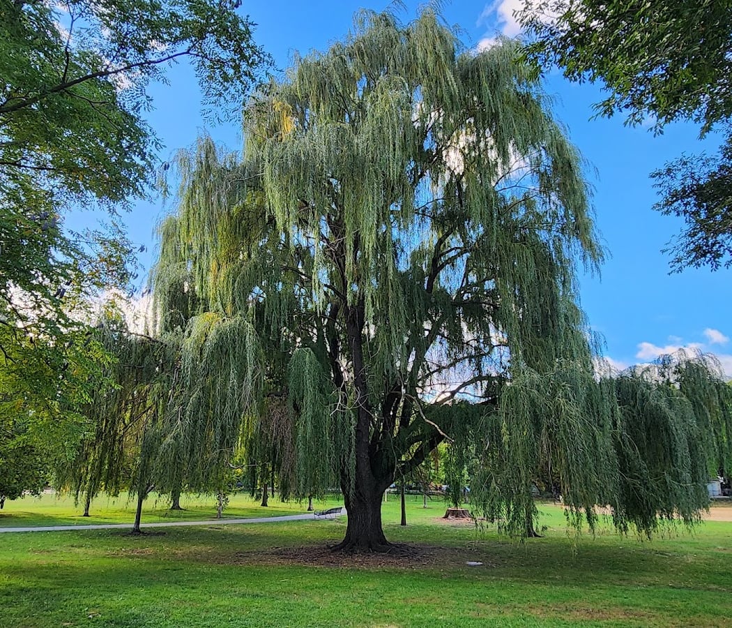 Winnemac Park 1