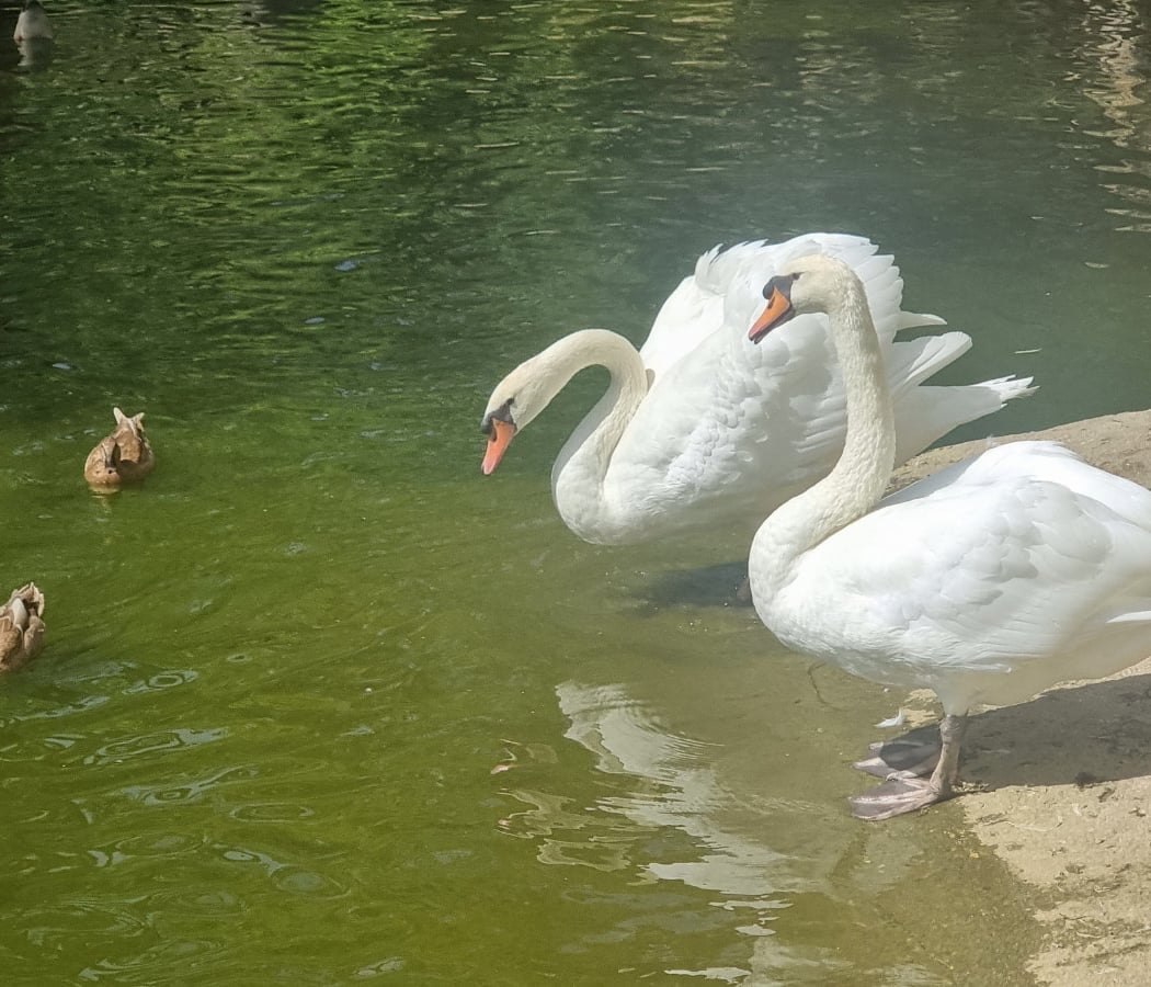 Isleta de los Pájaros 3