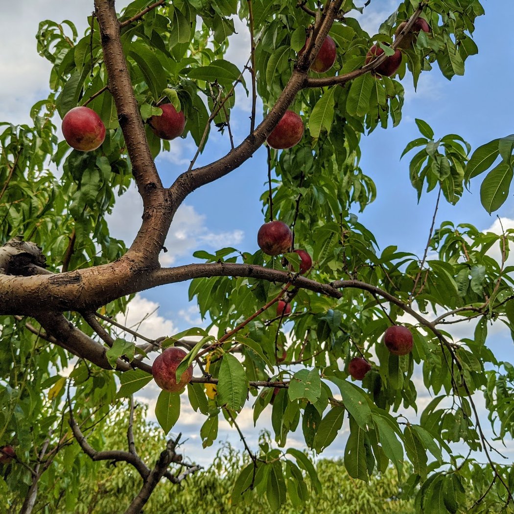 Lyman Orchards 2