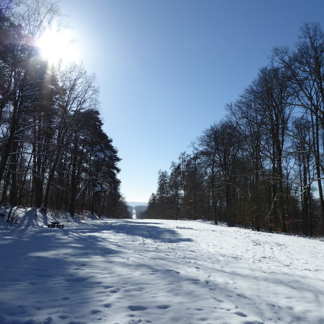 Forest of Retz 1