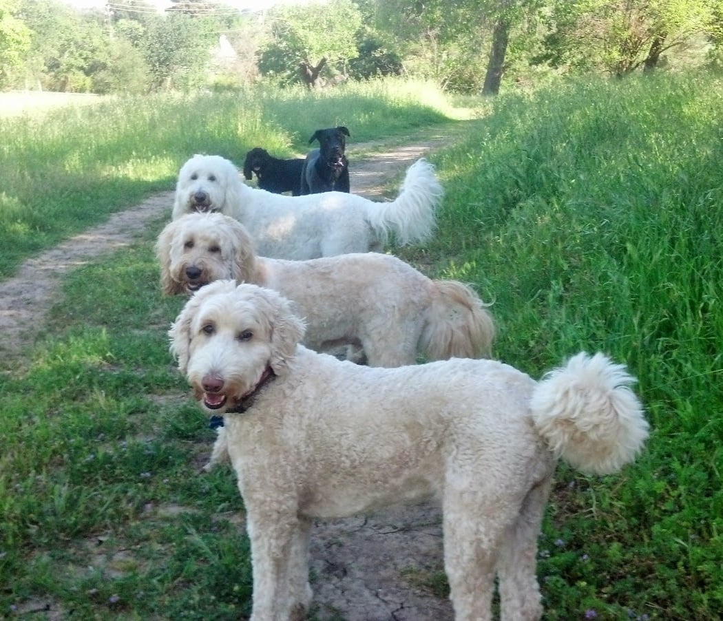 Happy Tails Pet Sitting 3