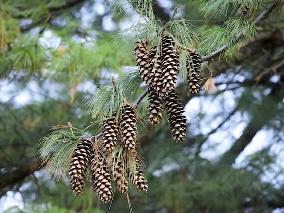 Build a Winter Bird Feeder: Family Workshop 1