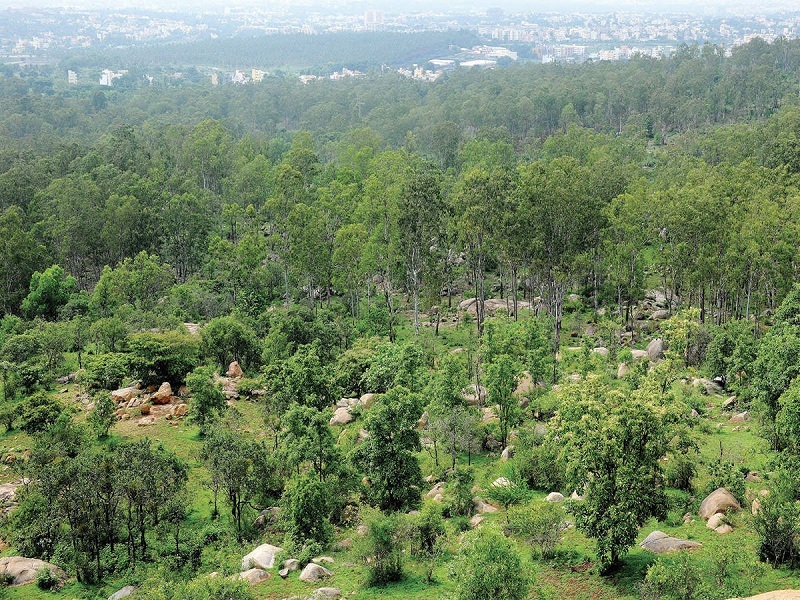 Turahalli Tree Park 1