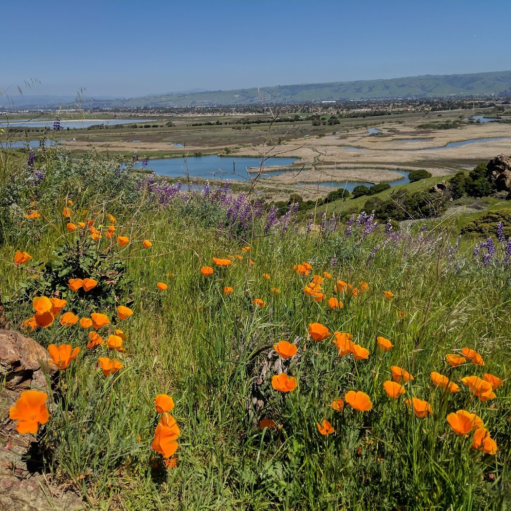 Coyote Hills Regional Park 2
