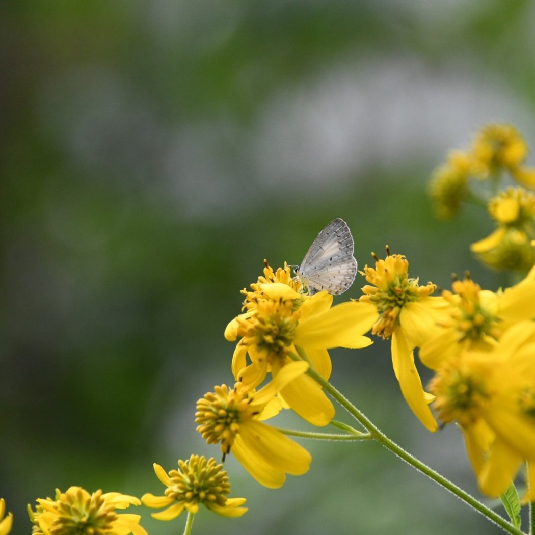 PA Native Plant Discovery Walk 2