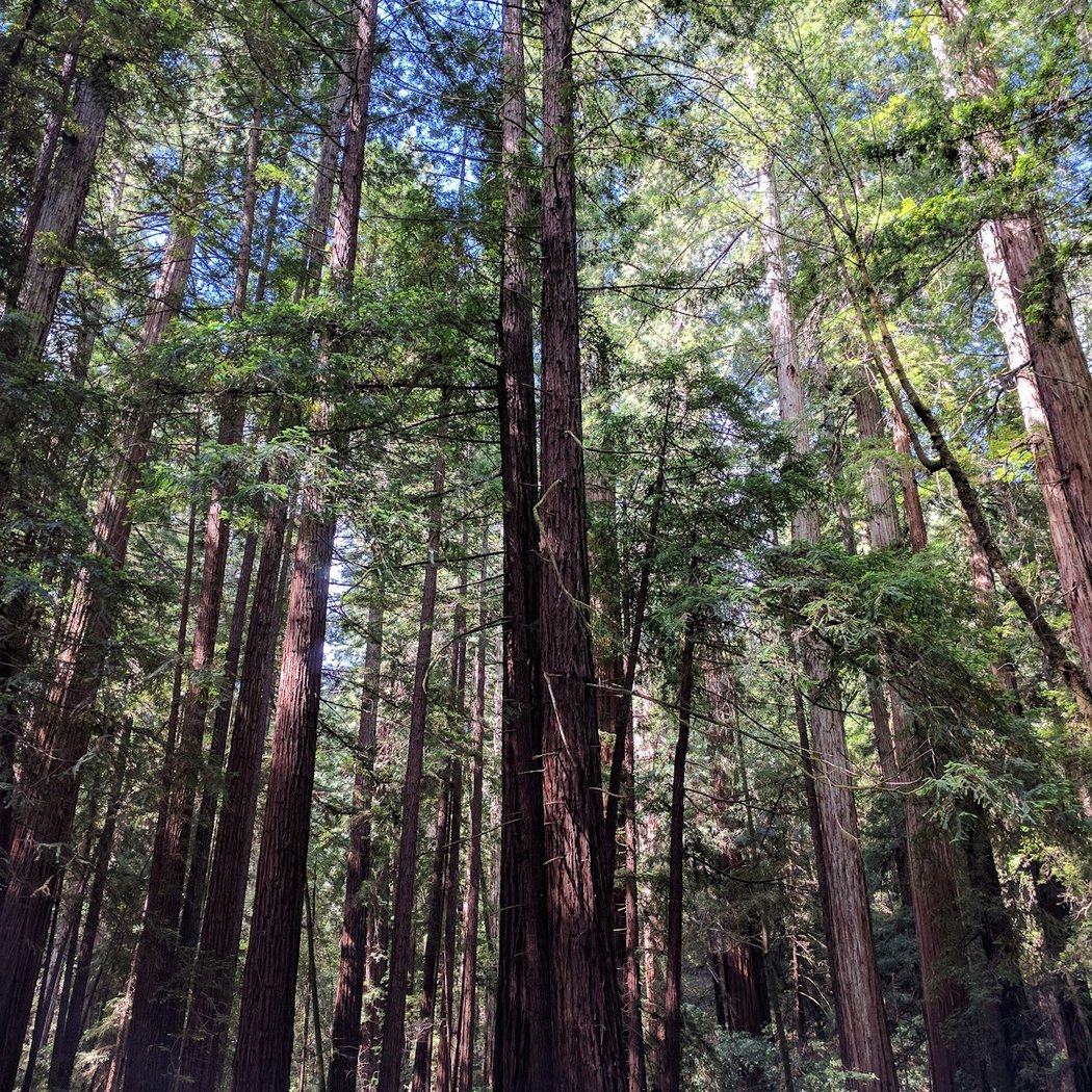 Nightfall in the Redwoods 3
