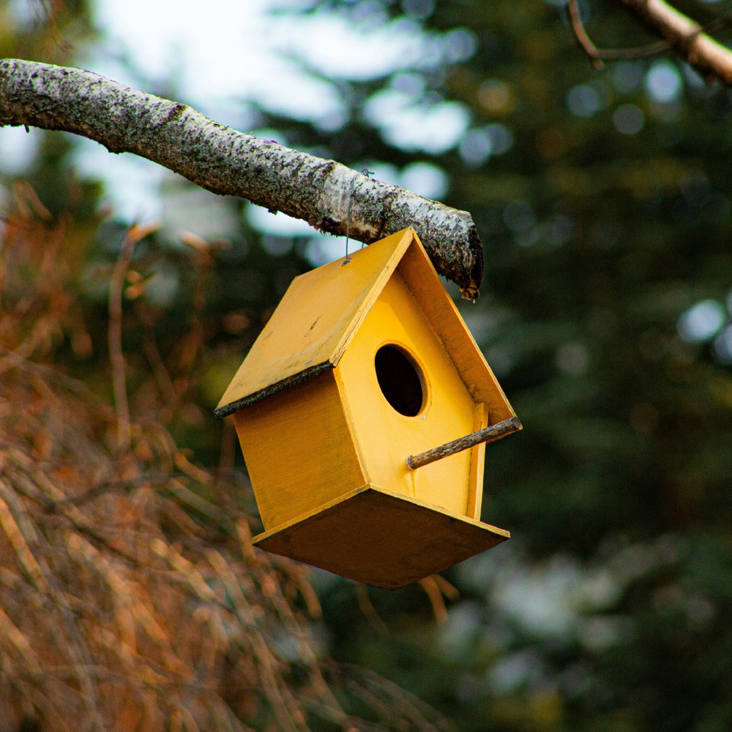 Atelier – Prenons soin des oiseaux 1