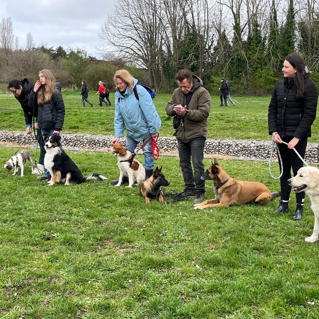 Chiens Malins 2