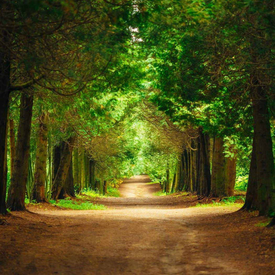 Au Cœur de la Forêt 2