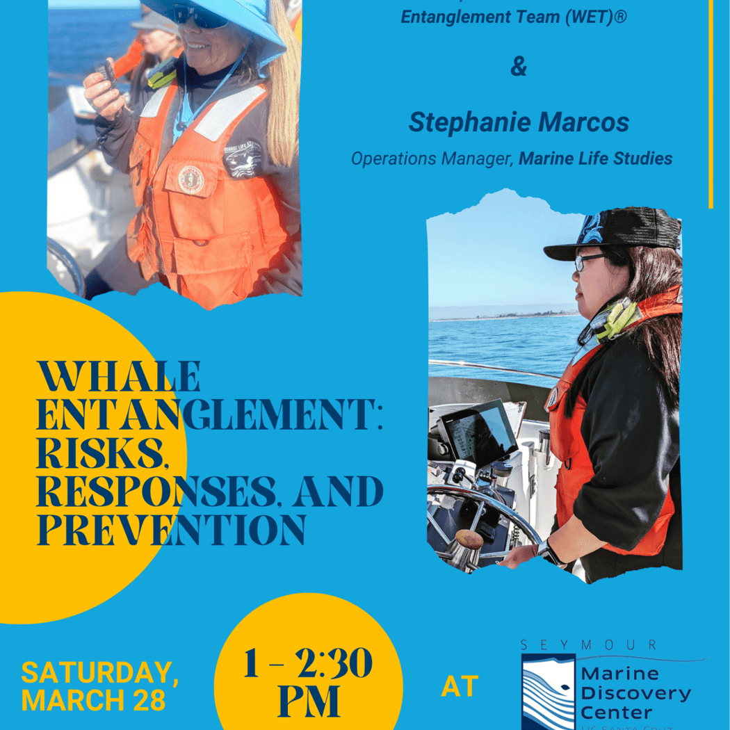 SEA Adventures: Whale Entanglement: Risks, Responses, and Prevention 1