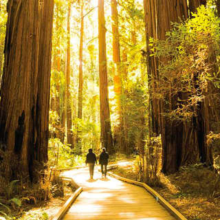 Muir Woods & Sausalito Tour 1