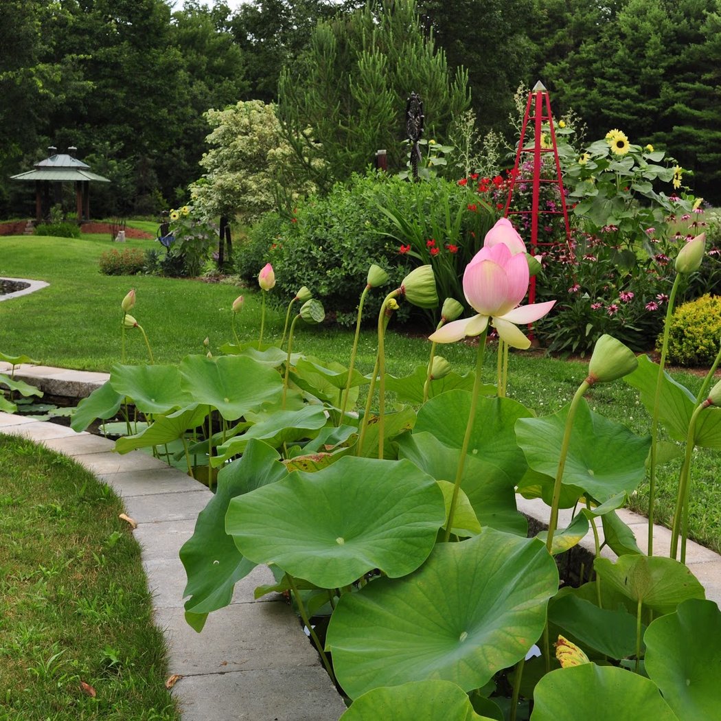 Bedrock Gardens 1