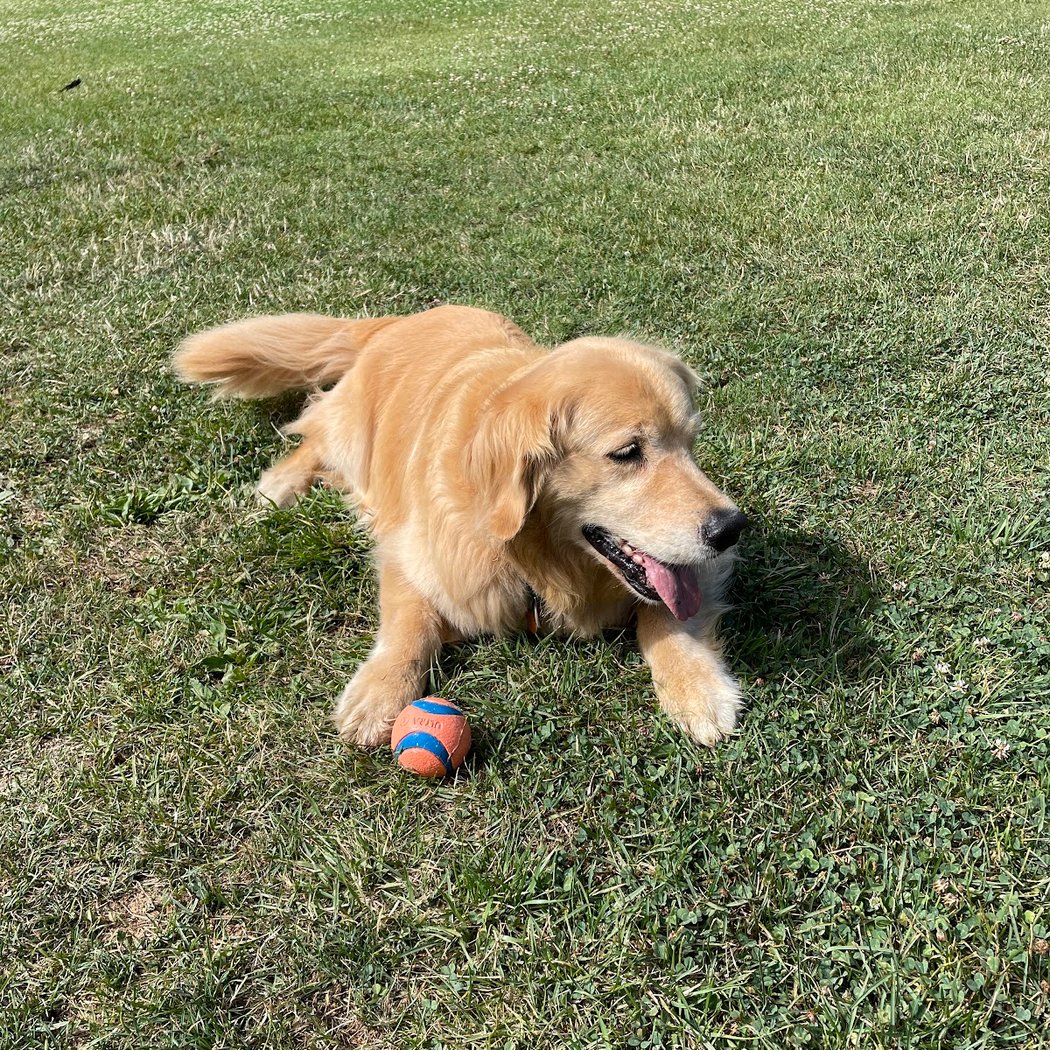 Corte Madera Dog Park 3