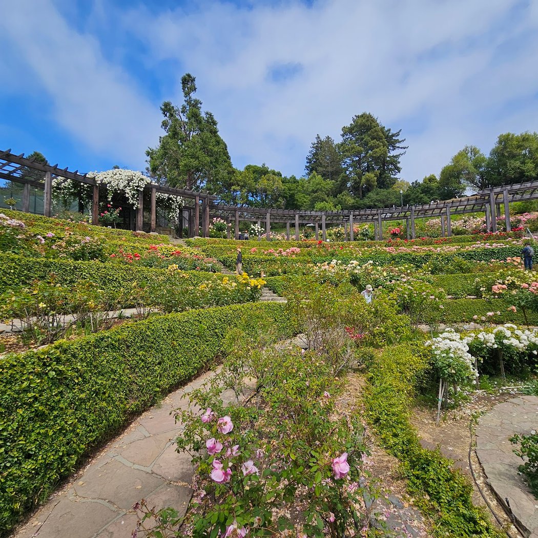 Berkeley Rose Garden 1