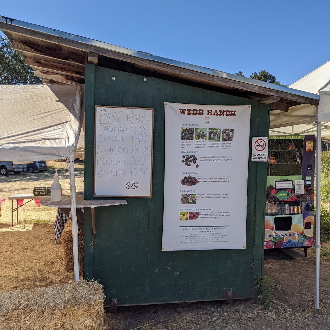 U-Pick at Webb Ranch 2