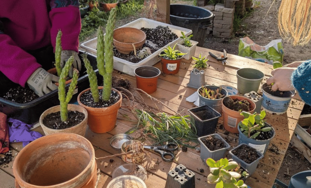 Nouvelle Pousse : bricolage & jardinage pour les jeunes curieux 2