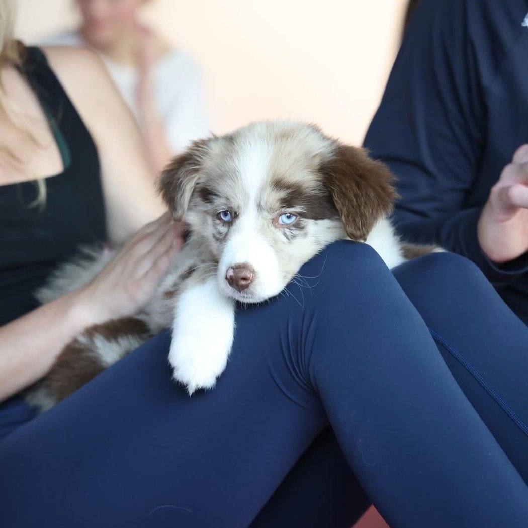 Australian Shepherd Puppy Yoga 2