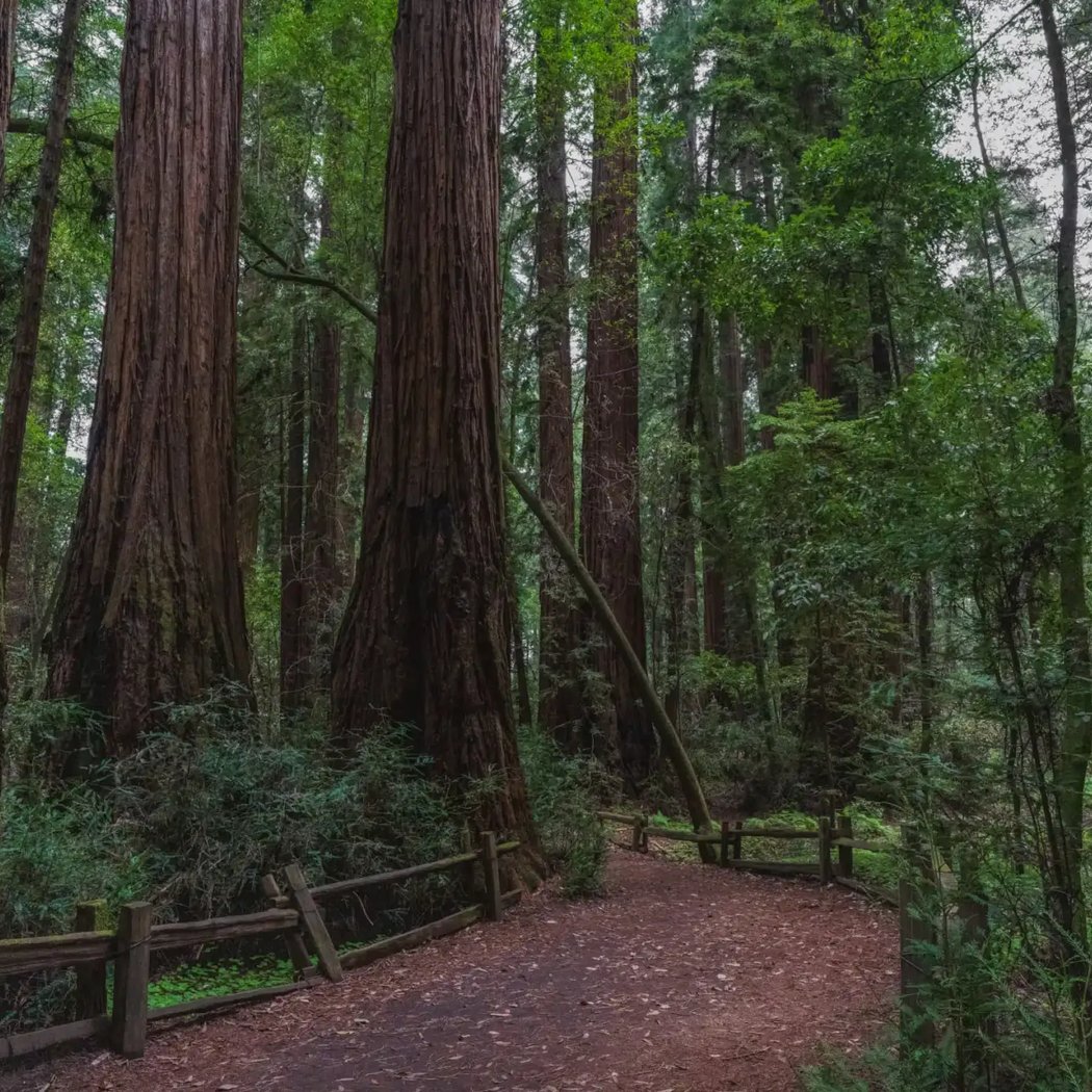 Redwood Grove Loop Trail 2