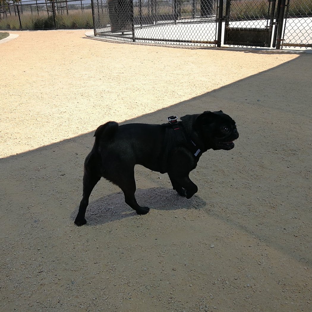 Dakota (Dog) Park 2
