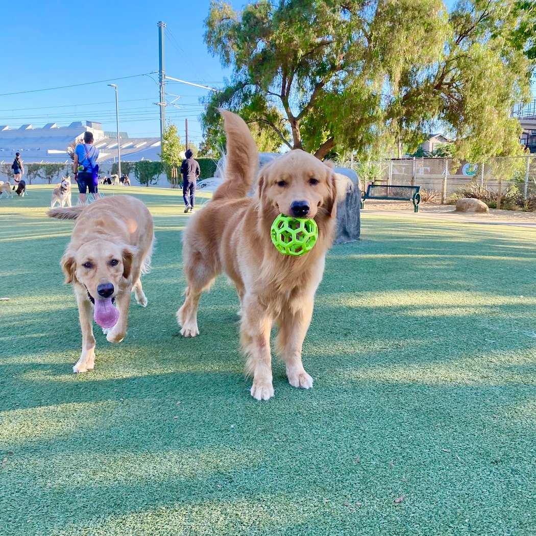 Reed Street Dog Park 1