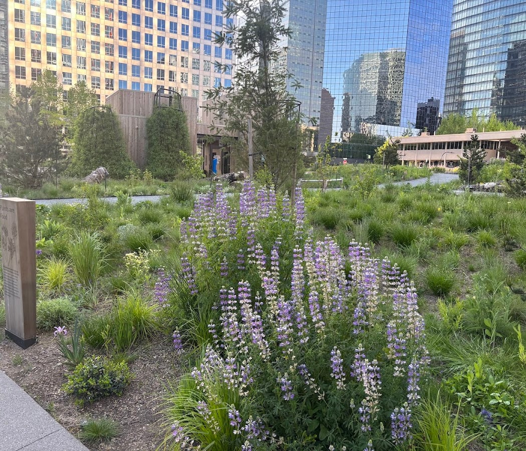 The Meadow 1