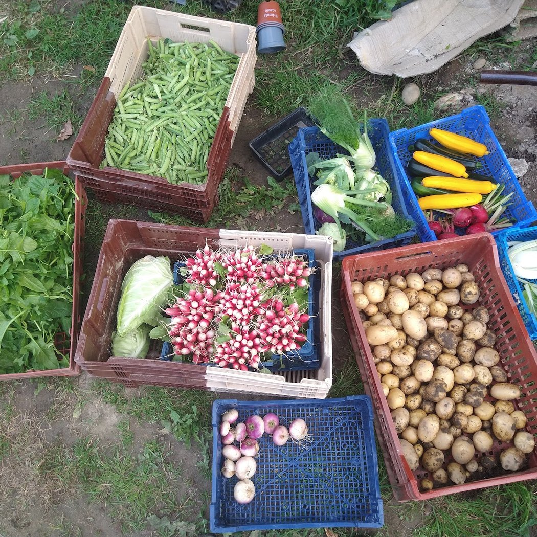GAEC Les Jardins Mauves (Horticulture et Maraîchage biologique) 1