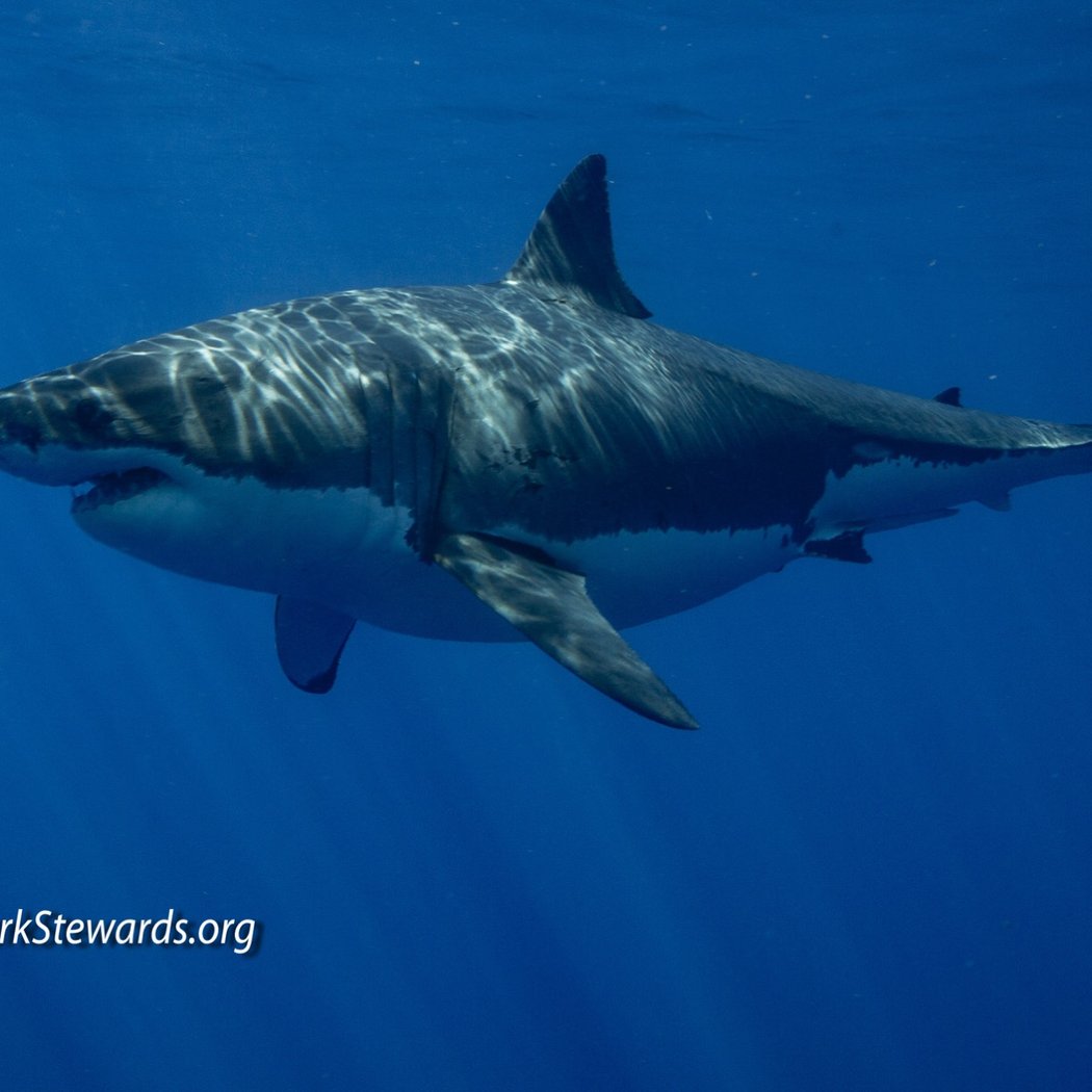 Shark Stewards 1