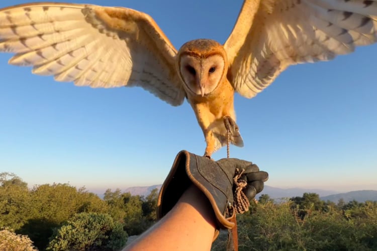 Sky Falconry 1