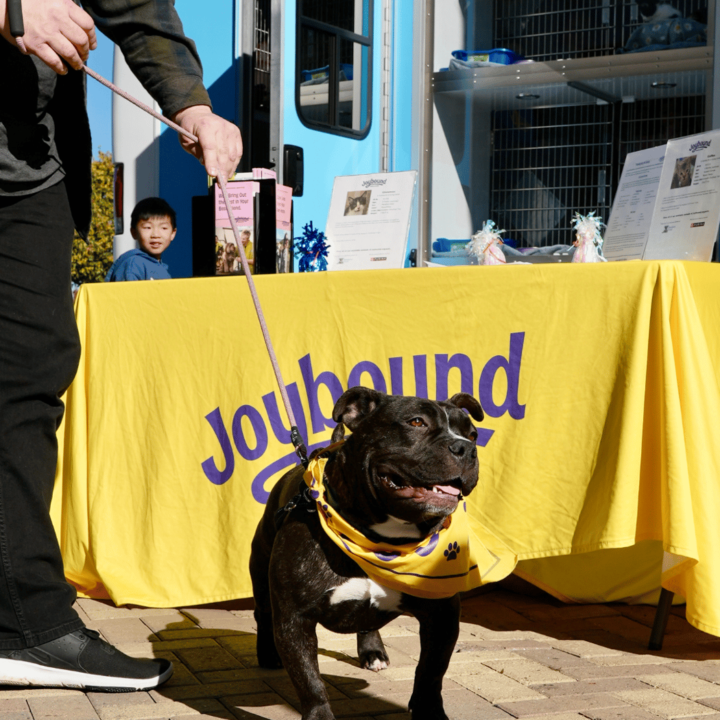 Joybound Mobile Pet Adoptions 1