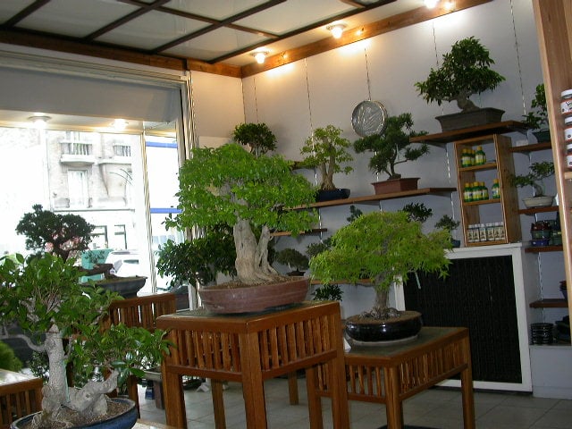 Atelier du Bonsaï 2
