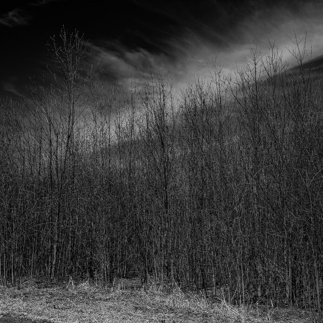 Northfield Woods Preserve 3