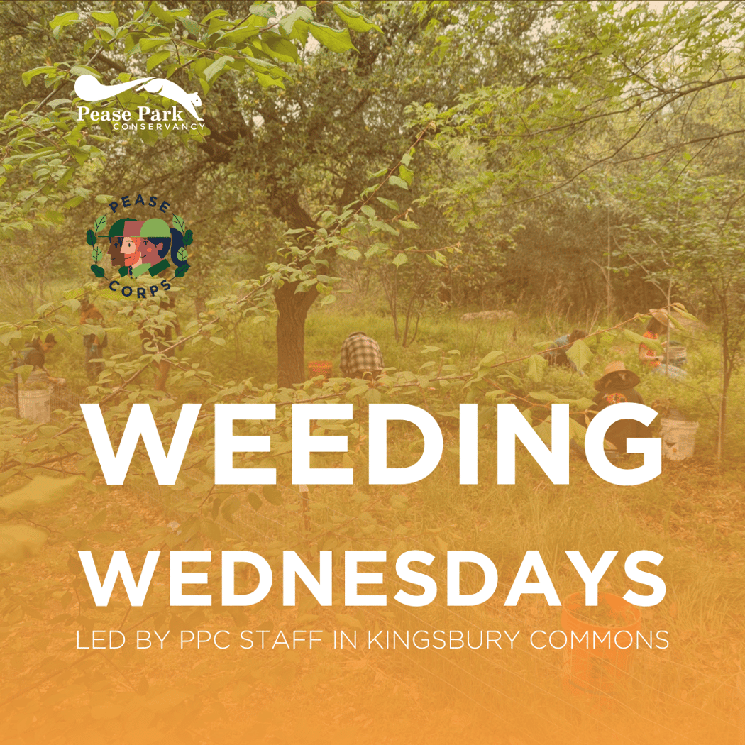 Weeding Wednesday in Kingsbury Commons 1
