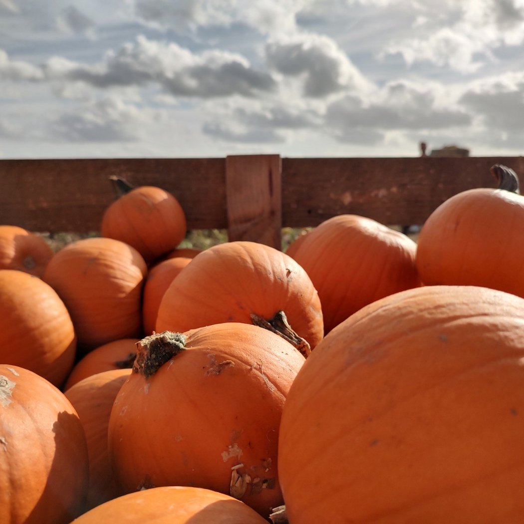 Pumpkin Patch 3
