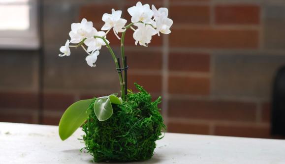 Orchid Kokedama Workshop 1