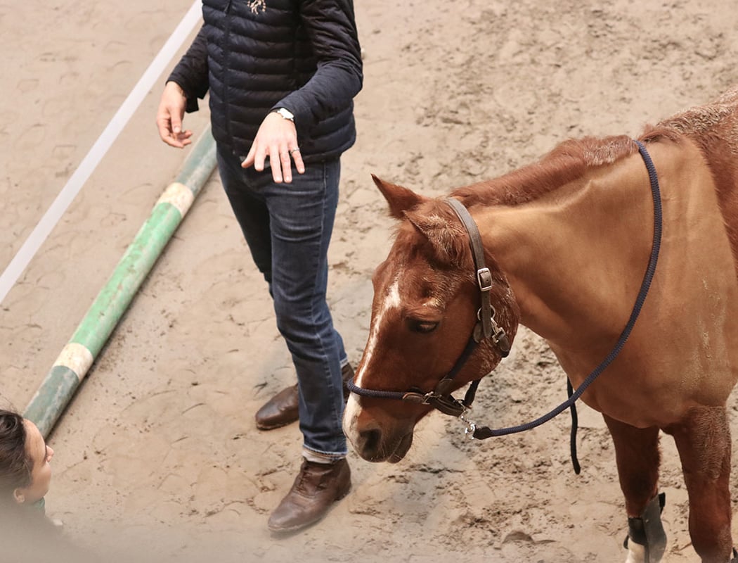 Equicoaching Paris - Alter Horse 3